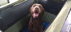 BRUNO - $350 Adoption Fee