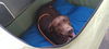 BRUNO - $350 Adoption Fee