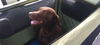 BRUNO - $350 Adoption Fee