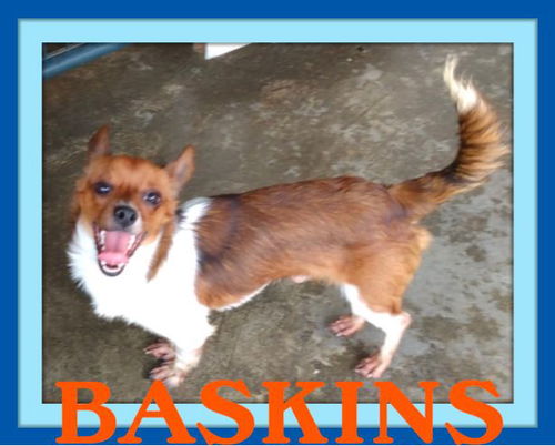 BASKINS