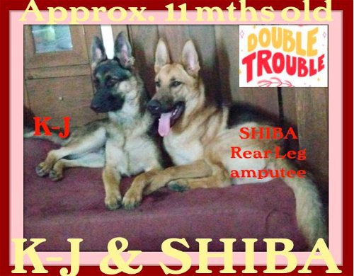 K-J & SHIBA - Bonded Pair