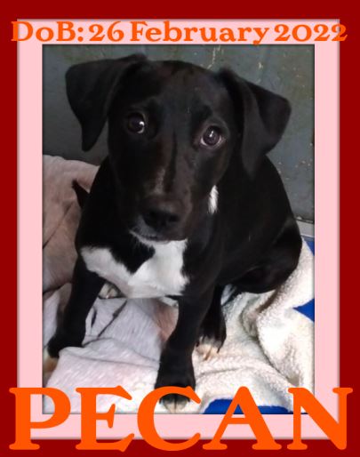 PECAN - Fostered in Dover-Foxcroft, ME