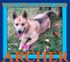 adoptable Dog in , ME named ARCHER