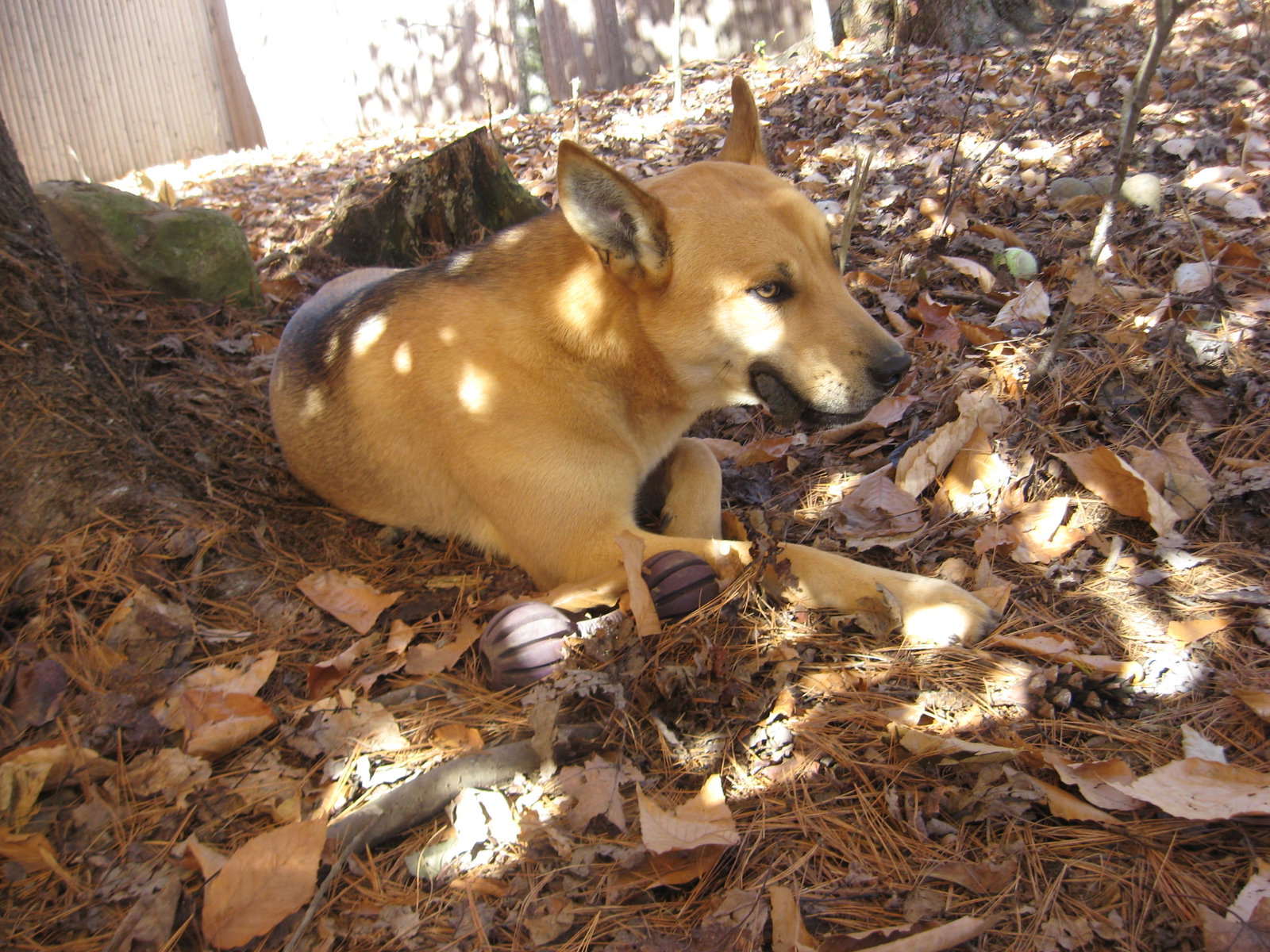 Dog for Adoption ARCHER Fostered in Windsor, ME, a Shiba Inu in Bradley, ME Alpha Paw