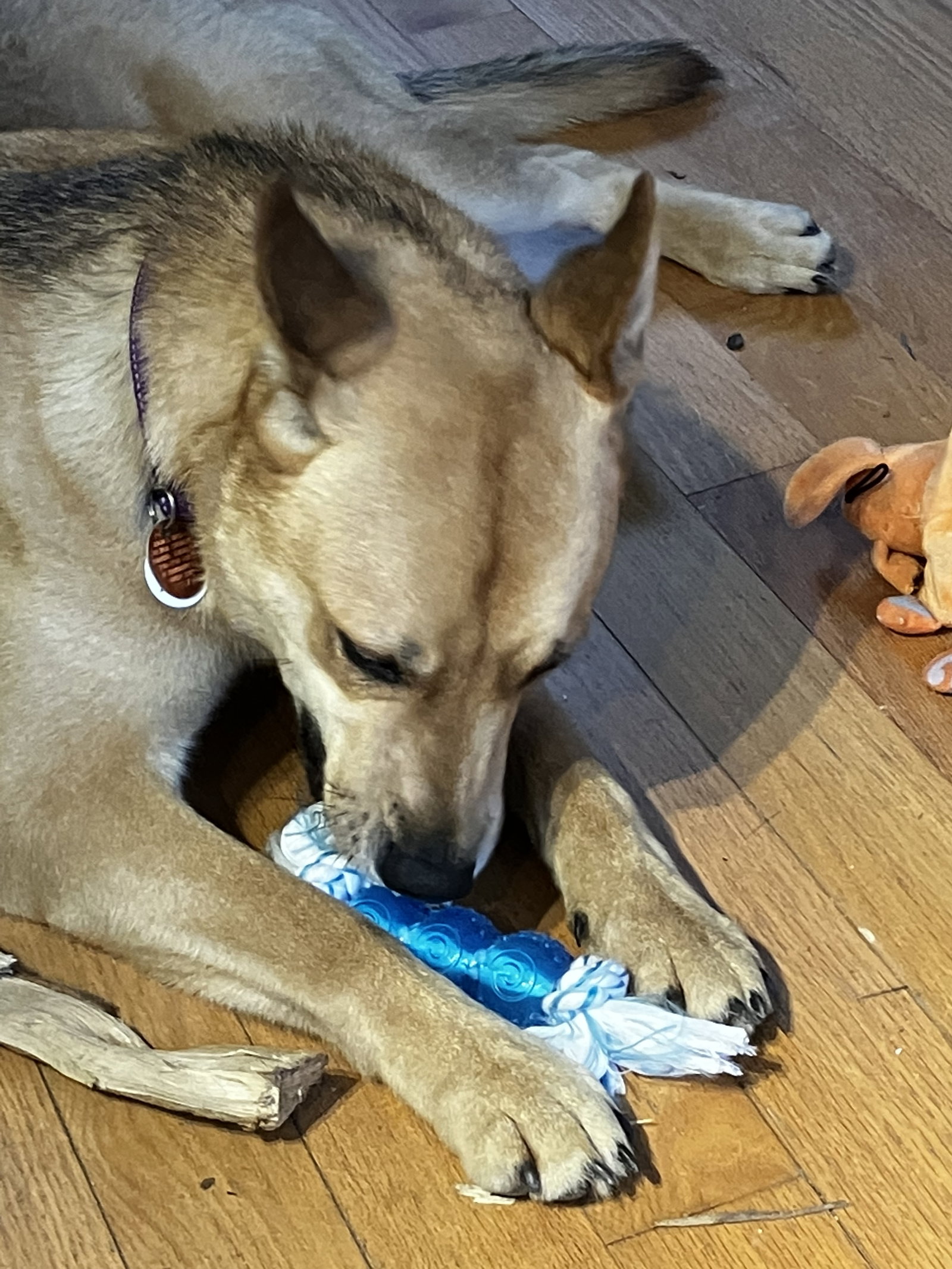 Dog for Adoption ARCHER * * 300 * *, a German Shepherd Dog in Stetson, ME Alpha Paw