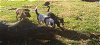 FANCY - Foster/train - Maine Trail Dogs