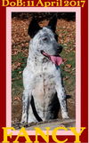 FANCY - Foster/train - Maine Trail Dogs