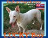 LUCKY -Hawaii Save - Fostered Holden,ME