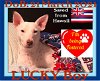 LUCKY -Hawaii Save - Fostered Holden,ME