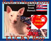 LUCKY -Hawaii Save - Fostered Holden,ME