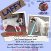 LAFFY-Boy