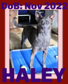 HALEY - $350