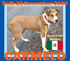 CARMELO - * * $300 * *