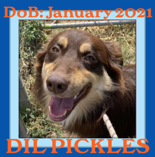 DIL PICKLES