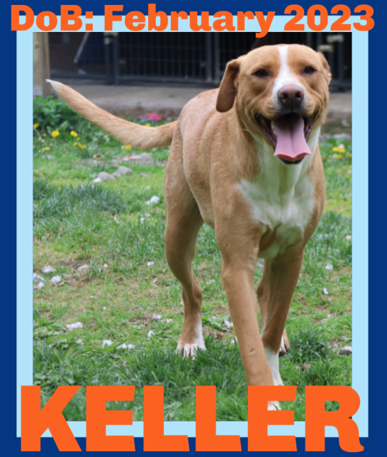 adoptable Dog in Sebec, ME named KELLER - $100