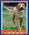 adoptable Dog in sebec, ME named KELLER - $250