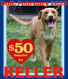 adoptable Dog in  named KELLER - $50