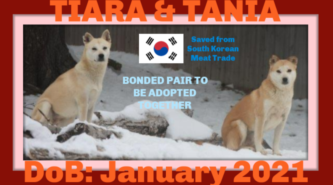 adoptable Dog in Sebec, ME named TANIA & TIARA - $500 Both girls