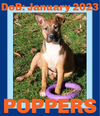 POPPERS