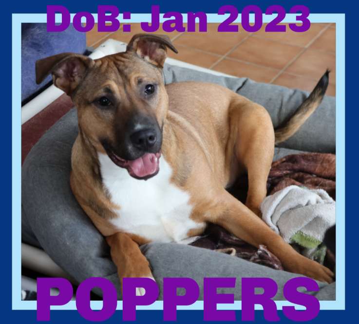 adoptable Dog in Sebec, ME named POPPERS - $250