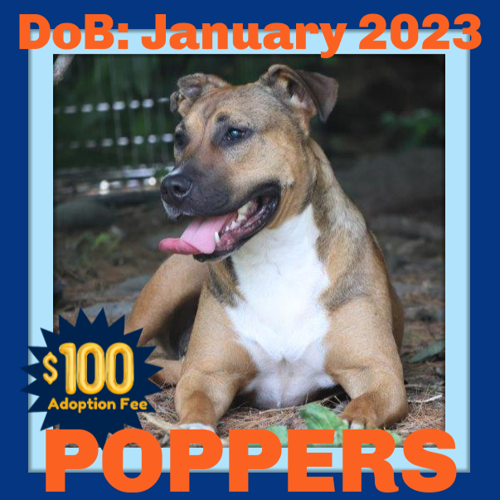 POPPERS - $100