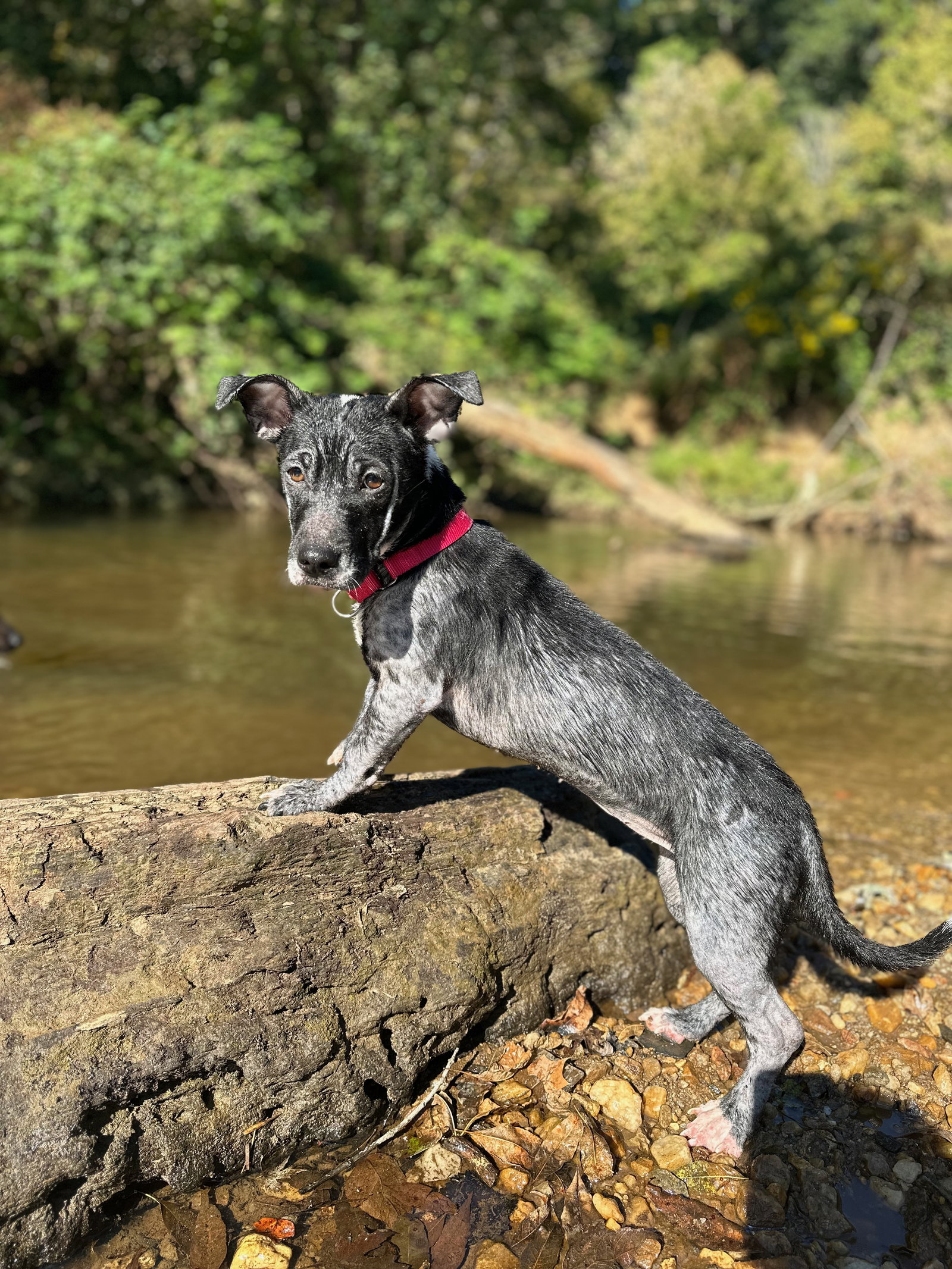 Dog for Adoption SWORDFISH, a Pit Bull Terrier in Enfield, ME Alpha Paw