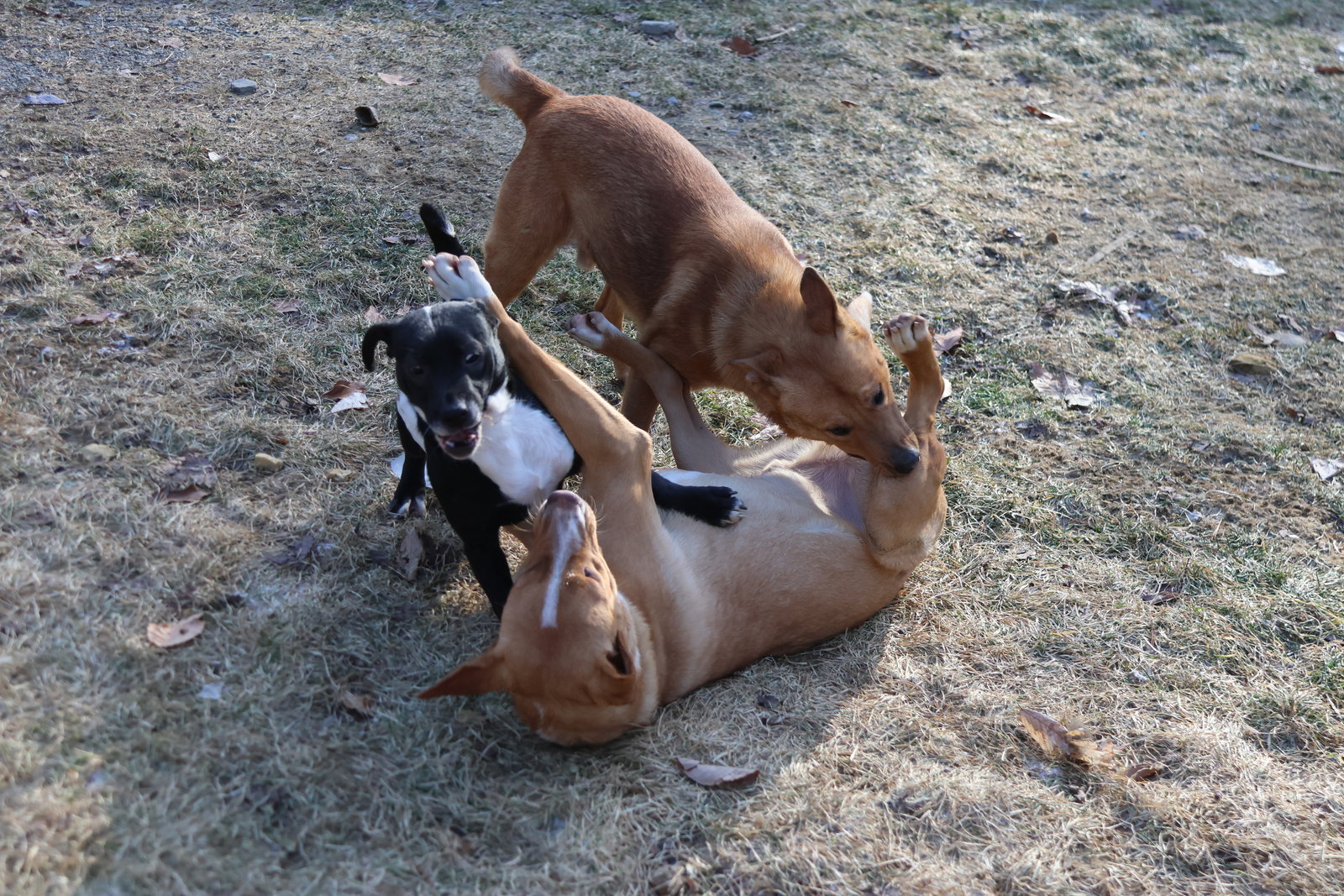 Dog for Adoption SWORDFISH, a Pug in Bucksport, ME Alpha Paw