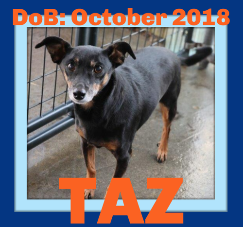 TAZ