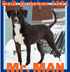adoptable Dog in  named Mr. Man - $250
