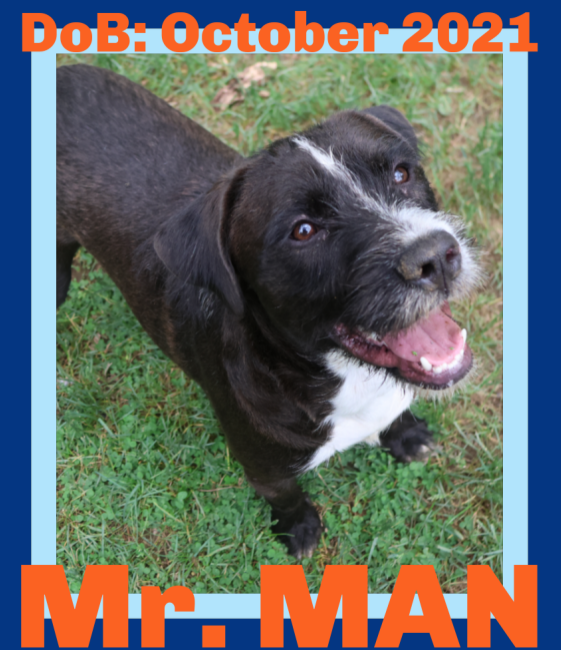 adoptable Dog in Sebec, ME named Mr. Man - $250