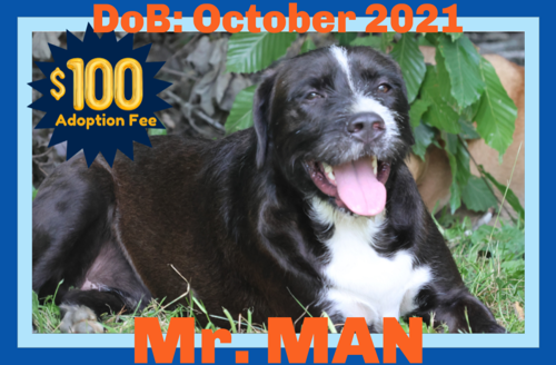 Mr. Man - $100
