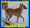 ALMA-Boy