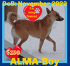 ALMA-Boy