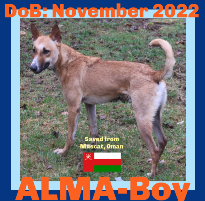 adoptable Dog in Sebec, ME named ALMA-Boy - $400