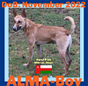 adoptable Dog in sebec, ME named ALMA-Boy - $400