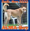 adoptable Dog in  named ALMA-Boy