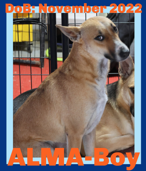 ALMA-Boy