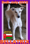 adoptable Dog in  named BELLATRIX - Oman
