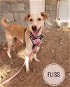 FLISS - Oman