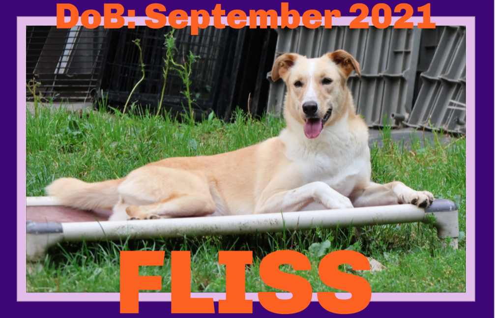 adoptable Dog in Sebec, ME named FLISS