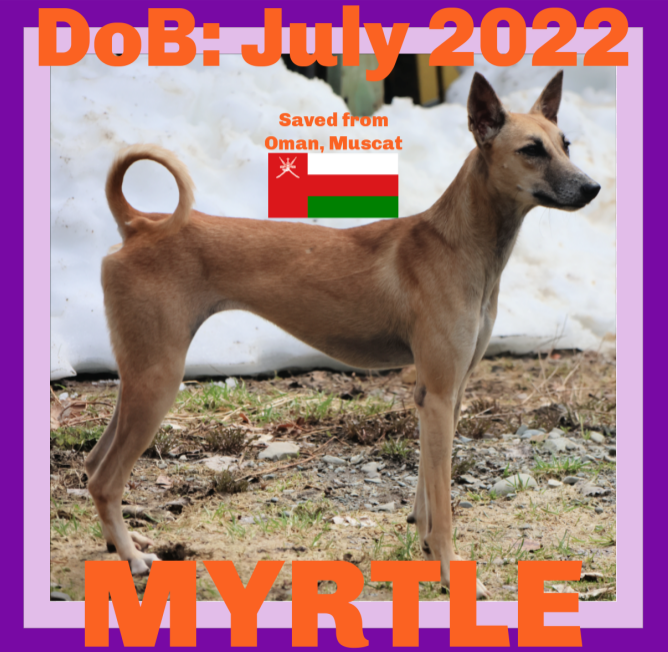 adoptable Dog in Sebec, ME named MYRTLE - Oman