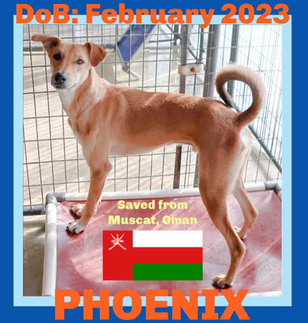 adoptable Dog in Sebec, ME named PHOENIX - Oman