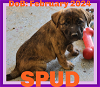 adoptable Dog in , ME named SPUD