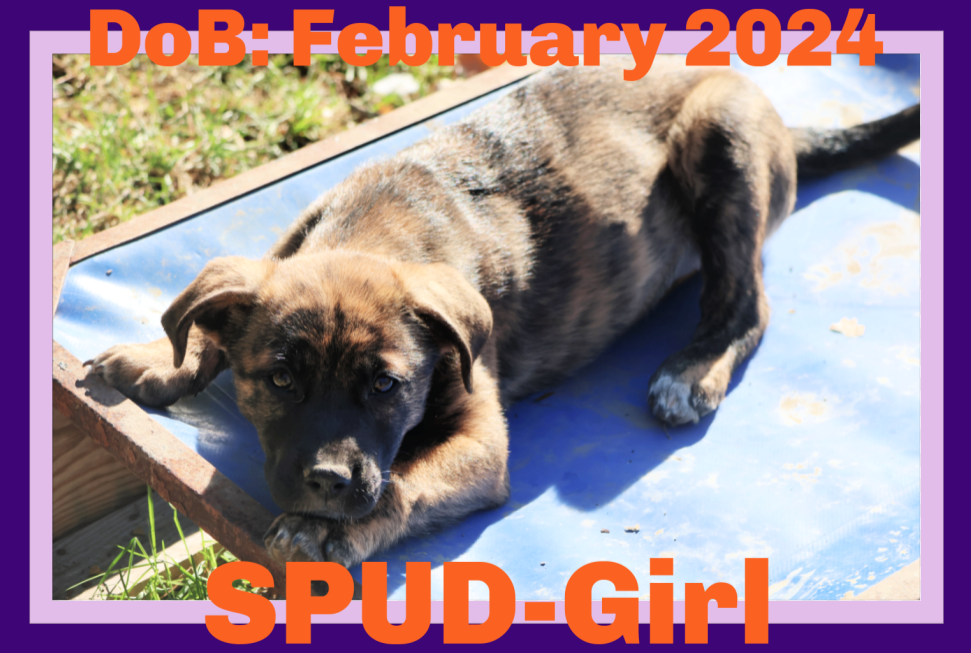 adoptable Dog in Sebec, ME named SPUD