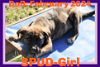 adoptable Dog in , ME named SPUD