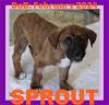 adoptable Dog in , ME named SPROUT