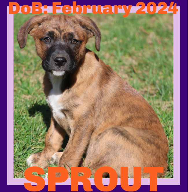 adoptable Dog in Sebec, ME named SPROUT