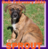 adoptable Dog in sebec, ME named SPROUT