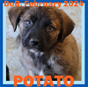 adoptable Dog in , ME named POTATO