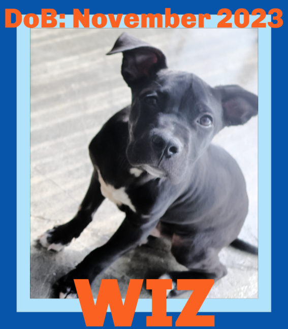 adoptable Dog in Sebec, ME named WIZ - $400